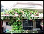 cay-hoa-su-quan3