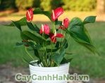 cay-tieu-hong-mon2