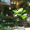 Ý nghĩa của cây Bàng Singapore