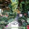 kỹ thuật trồng cây Bàng Singapore