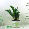 Ý nghĩa của cây kim tiền