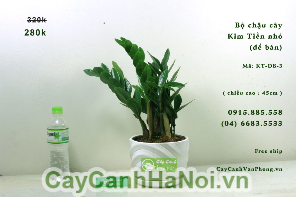 Ý nghĩa của cây kim tiền