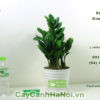 Hướng dẫn kỹ thuật trồng cây kim tiền