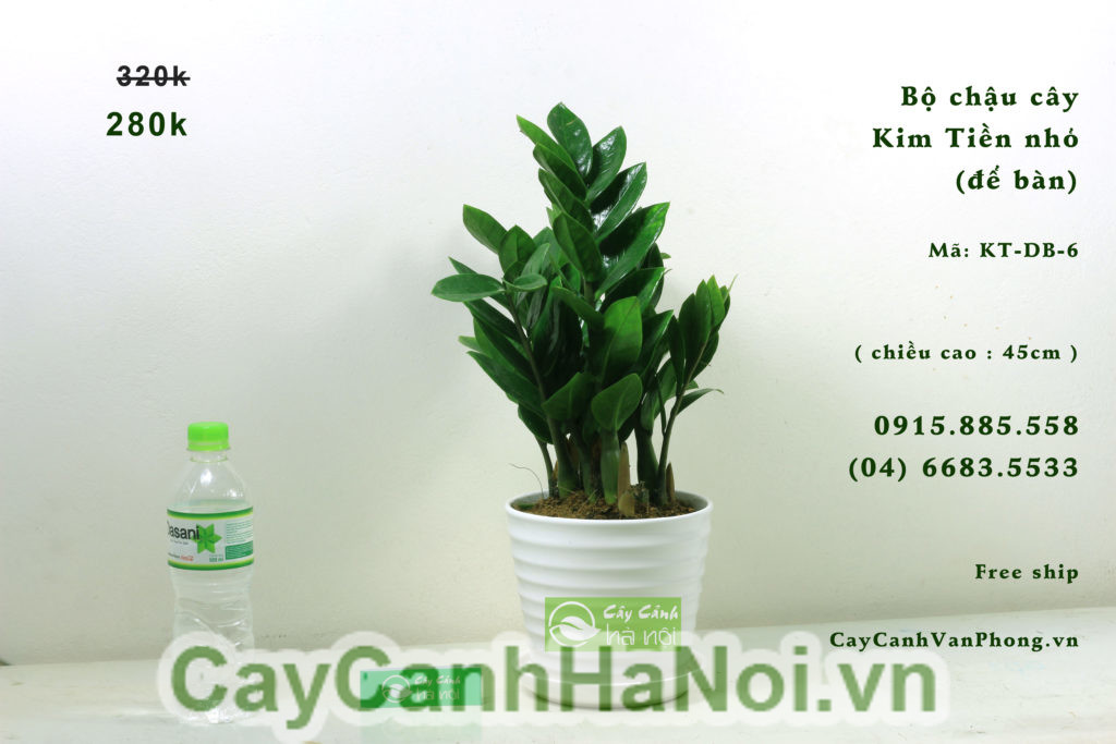 Hướng dẫn kỹ thuật trồng cây kim tiền