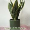 Ý nghĩa của cây lưỡi hổ