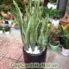 cách chăm sóc cây lưỡi hổ