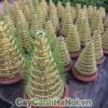 Cây Phát Lộc