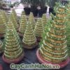 Cách chọn mua cây phát lộc