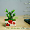 Ý nghĩa của cây phát tài