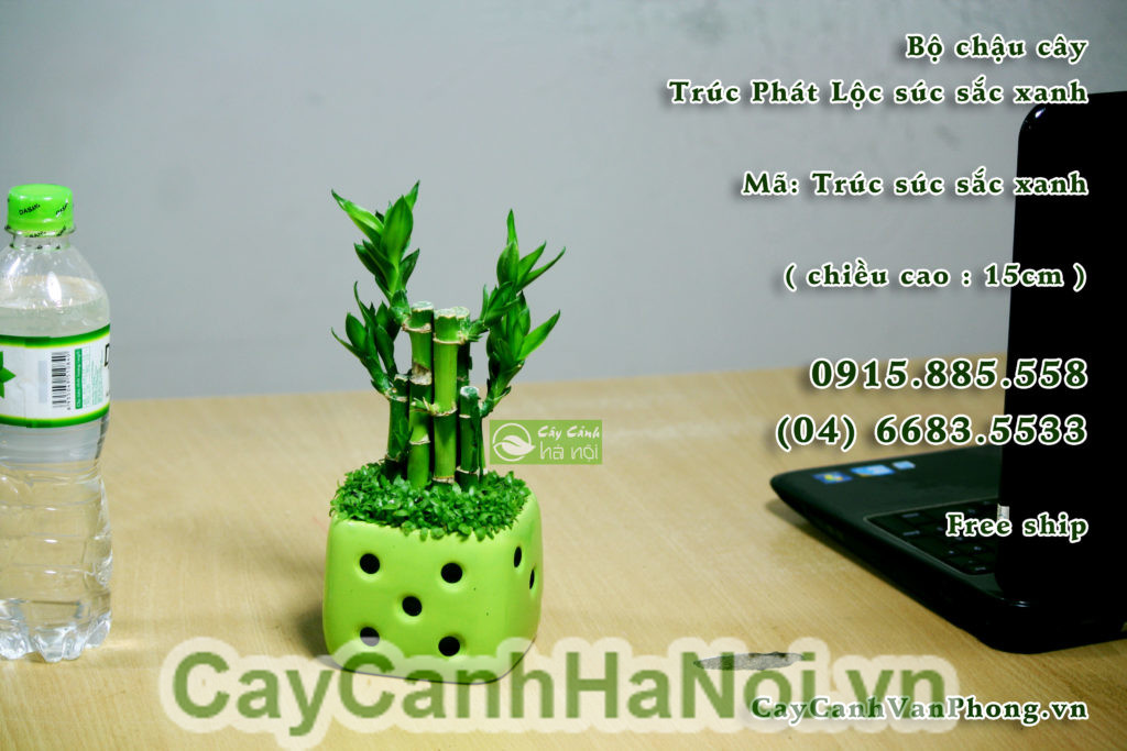 cách chọn mua cây phát tài