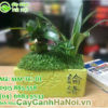 Cây tài lộc
