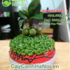 Cách chọn mua cây Tài Lộc