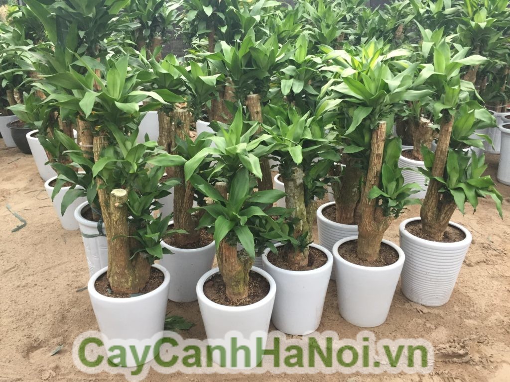 Cách chọn mua cây thiết mộc lan