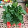 Ý nghĩa của cây Vạn niên thanh