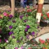 Cách trồng dạ yến thảo