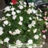 Ý nghĩa của hoa dạ yến thảo