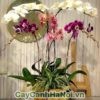 Vị trí ứng dụng hoa Lan hồ điệp