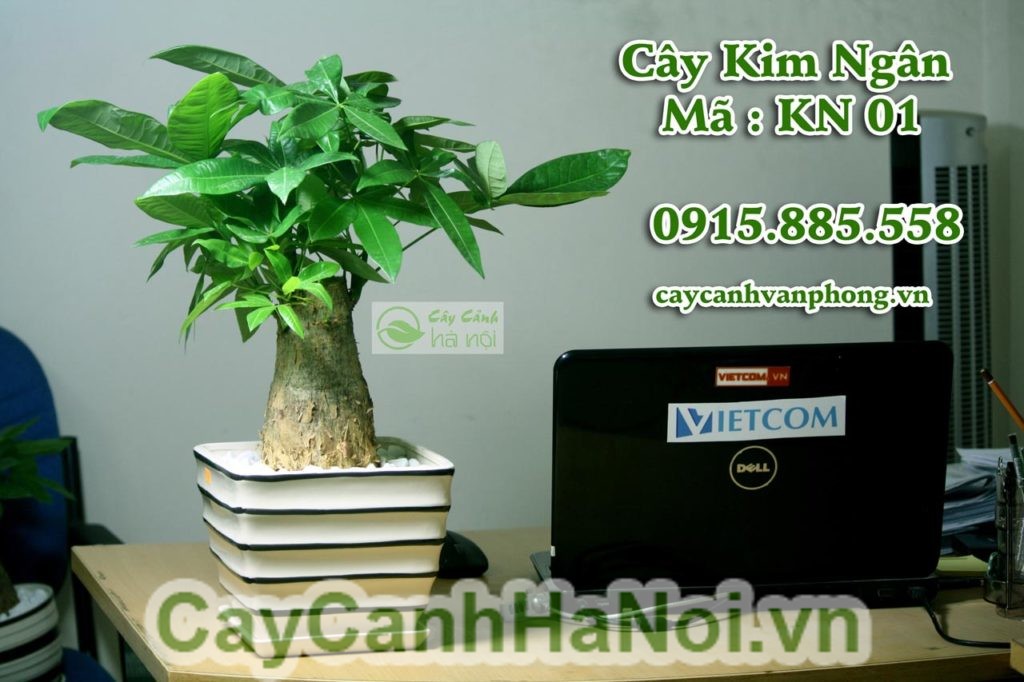 Ý nghĩa của cây kim ngân