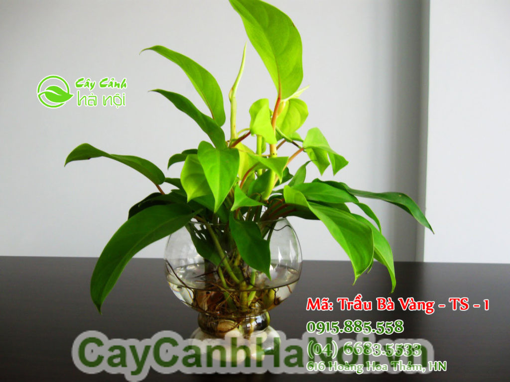 Phong thủy cây trầu bà